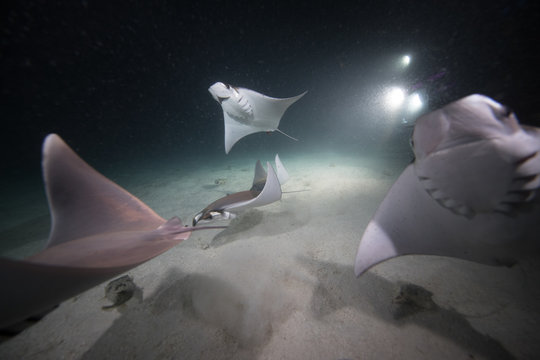 Mobula rays feeding on plankton at night