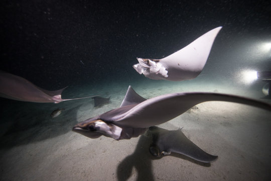 Mobula rays feeding on plankton at night