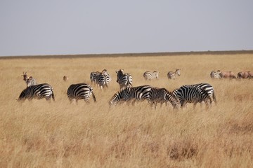 Fototapeta na wymiar Herd of Zebra's in the Serengeti National Park, Tanzania