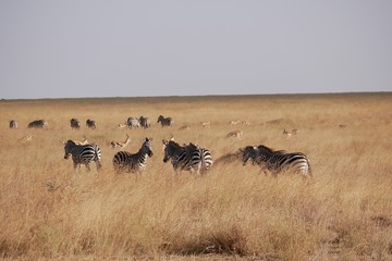 Fototapeta na wymiar Herd of Zebra's in the Serengeti National Park, Tanzania