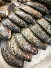 Fresh tilapia in supermarket