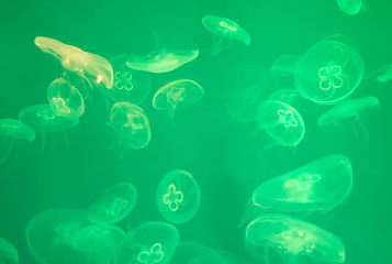 Lot of green jellyfishes in aquarium.