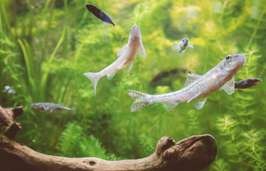 Freshwater green aquarium with plants and fishes.