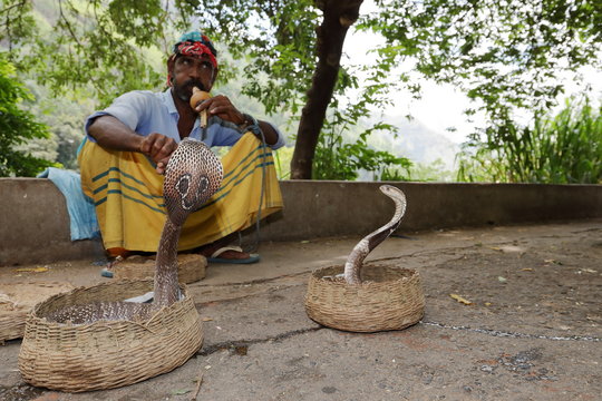 Snake Charming" Images – Browse 921 Stock Photos, Vectors, and Video |  Adobe Stock