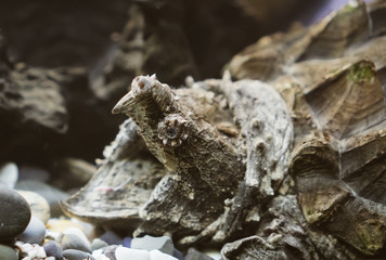 Alligator snapping turtle in the zoo. Macrochelys temminckii.