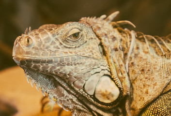 Close-up view of orange iguana.