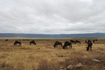 Naklejka na ściany i meble Wildebeest in Ngorongoro National Conservation Area, Tanzania