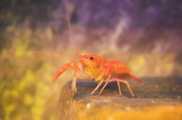 Small crustacean on the bottom of the sea.