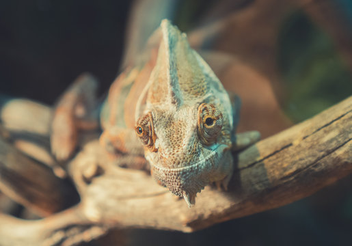 Close-up view of chameleon sitting on the branch.
