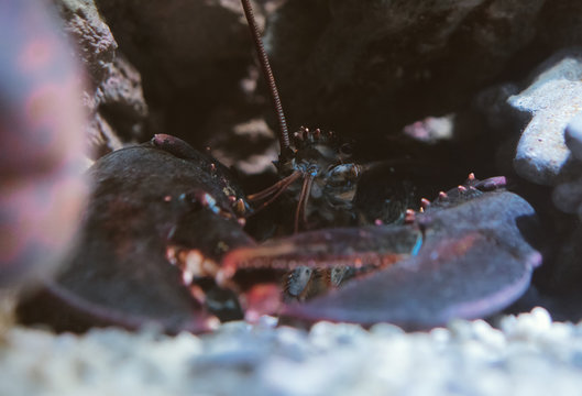 Close-up view of Lobster in the sea.