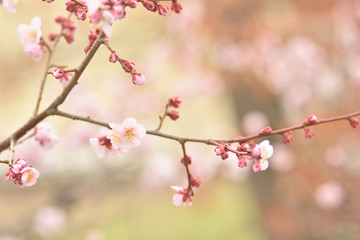 ピンク色の花の梅の木