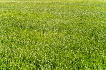 Obraz na płótnie Canvas Natural background of young rye. Fragment of green field.