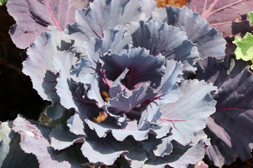 Longlived Cabbage fresh vegetable purple leaves closed up image in beautiful in nature background