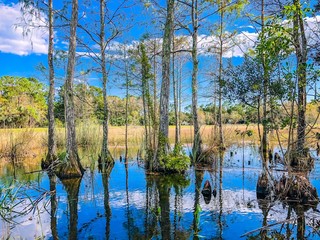 autumn cypress swamp landscape