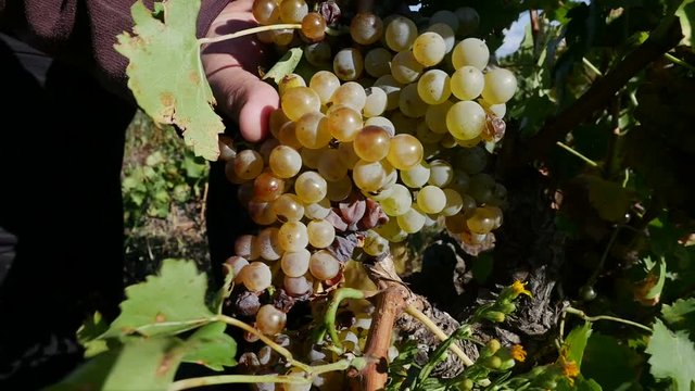 Harvesting wine grapes in the south of France