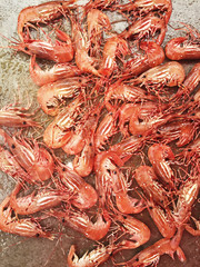 Fresh Shrimp In Frying Pan