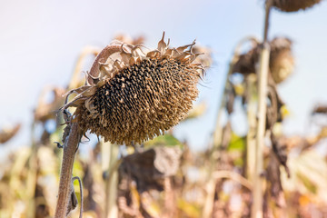 Sunflower field ready for harvest in early autumn. Blue sky background 