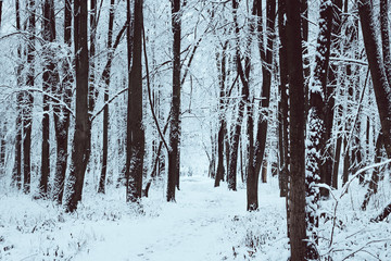 Winter landscape. Frosty trees in snowy forest