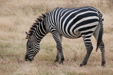 Herd of Zebra's in the Serengeti National Park, Tanzania