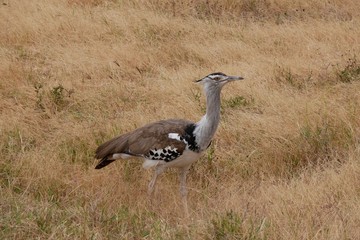 Secretary Bird in Ngorongoro Conservation Area, Tanzania