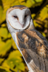 Barn Owl II