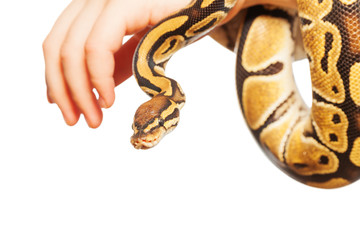 Picture of Royal or Ball python on hand