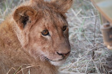 Lion cub in shade in the Ngorongoro National Park, Tanzania
