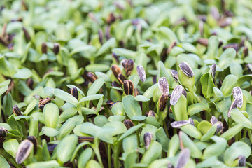 Sunflower seedlings are grown in pots, organic vegetables.