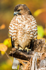 Kestrel Falcon