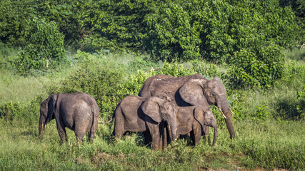 Fototapeta premium African bush elephant in Kruger National park, South Africa