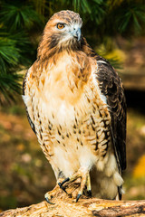 Red Tailed Hawk