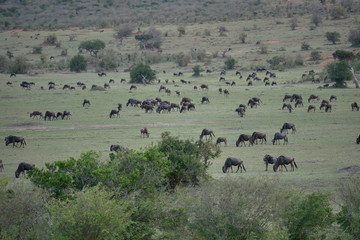 Wildebeest in Masai Mara National Park, Kenya