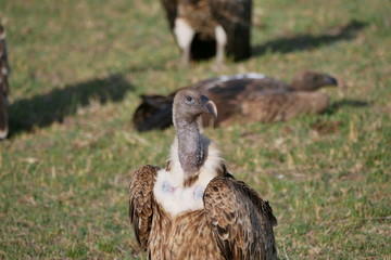 Vulture in Ngorongoro Conservation Area in Tanzania