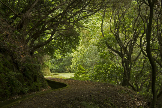 Hidrovia ou "levada" nas montanhas da Ilha da Madeira, Portugal