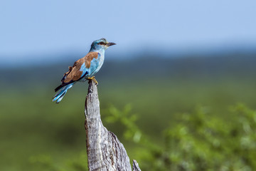 European Roller in Kruger National park, South Africa