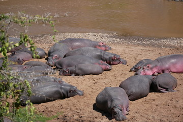 Hippopotamus in Masai Mara National Park, Kenya