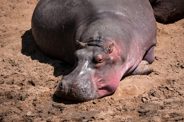 Hippopotamus in Masai Mara National Park, Kenya