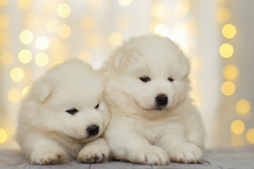 Samoyed puppies