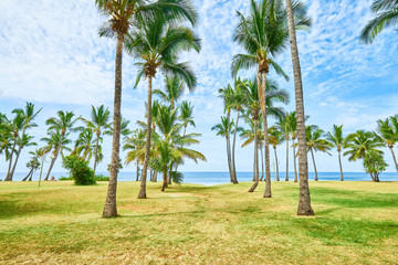 Beach Grand-Anse with coconuts tree, Saint-Pierre, Reunion Island - 186874758