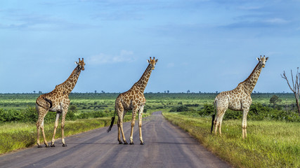 Naklejka premium Giraffe in Kruger National park, South Africa