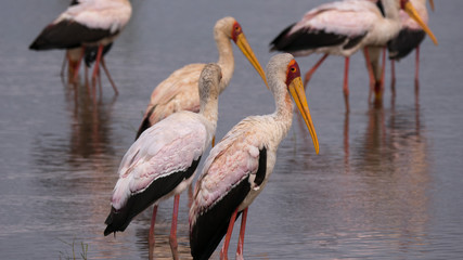 Yellow-billed Storks in Lake Manyara National Park, Tanzania