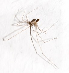 Große Zitterspinne (Pholcus phalangioides) an Raufasertapete, Niedersachsen, Deutschland, Europa