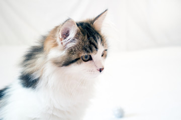 Fluffy white and brown Siberian kitten in profile looking to the right with white background and copy space. Tabby and white Siberian Forest Cat looking at something to the right.