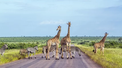 Crédence de cuisine en verre imprimé Girafe Girafe et zèbre des plaines dans le parc national Kruger, Afrique du Sud