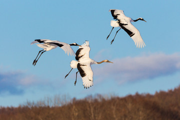 Japanese red head Tancho cranes flying and dancing in Kushiro, Hokkaido, Japan during winter