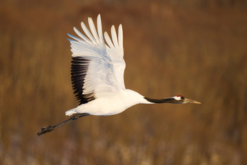 Japanese red head Tancho cranes flying and dancing in Kushiro, Hokkaido, Japan during winter