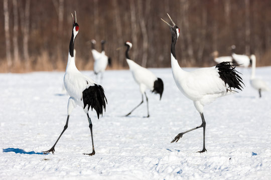 Japanese red head Tancho cranes flying and dancing in Kushiro, Hokkaido, Japan during winter