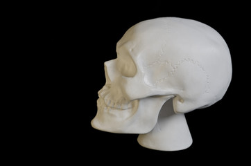white plaster human skull on a black background