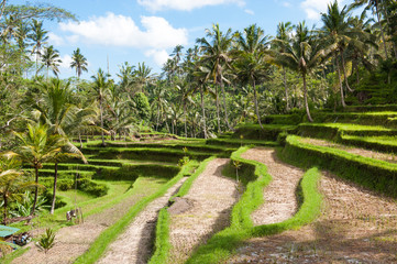 Bali rizière 