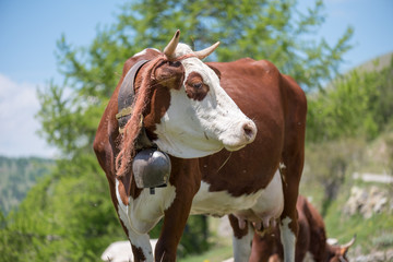 Cow with horns and bell turning head close-up